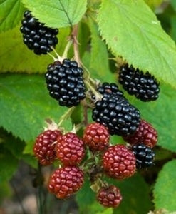 KIOWA BLACKBERRY (bare root)