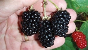 NATCHEZ Blackberry (bare root)