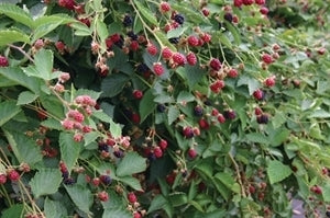 NAVAHO Blackberry (bare root)