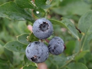 ALICEBLUE Blueberry (1 Gallon Container/Trade Gallon)