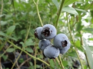 COOPER Blueberry (1 Gallon Container/Trade Gallon)