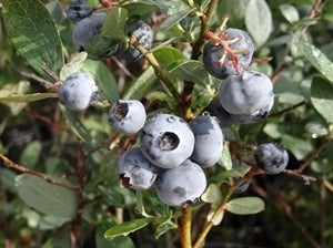 MISTY Blueberry (1 Gallon Container/Trade Gallon)