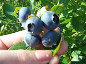 O'NEAL 1 gallon container/trade gallon