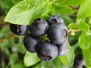 PEARL RIVER Blueberry (1 Gallon Container/Trade Gallon)