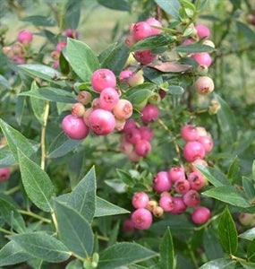 PINK LEMONADE Blueberry (1 Gallon Container/Trade Gallon)