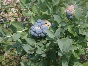 PREMIER Blueberry (1 Gallon Container/Trade Gallon)