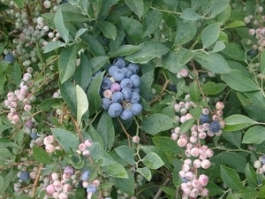 TIFBLUE (bare root)