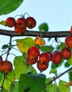 CALLAWAY CRABAPPLE
 (bare root)