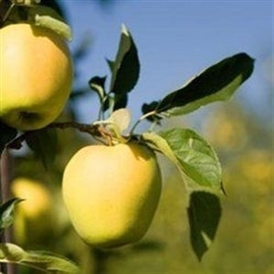 EIN SHEMER Apple (bare root)