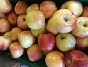 GALA Apple (bare root)