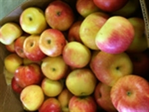 HONEYCRISP Apple (bare root)