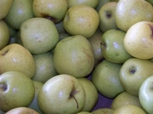 YELLOW DELICIOUS (bare root)