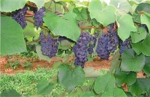 SUNBELT (bare root)