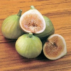 ITALIAN HONEY (1 Gallon Container/Trade Gallon)