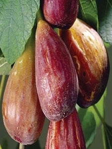 MAGNOLIA Fig (bare root)