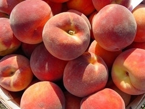 RED HAVEN Peach (2 Gallon Container)