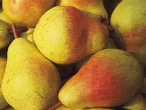 MOONGLOW Pear (bare root)