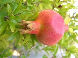 Dwarf Pomegranate (3 Gallon Container)