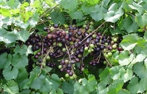 ALACHUA Muscadine (1 Gallon Container/Trade Gallon)