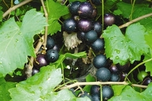 COWART Muscadine (bare root)