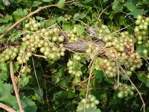 DOREEN Muscadine (bare root)