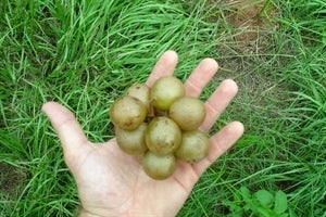 FRY Muscadine (1 Gallon Container/Trade Gallon)