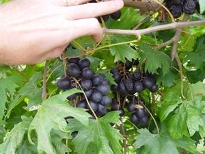 SOUTHERN HOME Muscadine (1 Gallon Container/Trade Gallon)