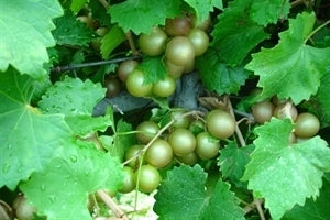 SUMMIT Muscadine (1 Gallon Container/Trade Gallon)