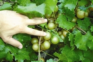 TARA Muscadine (1 Gallon Container/Trade Gallon)