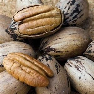 KIOWA PECAN (bare root)
