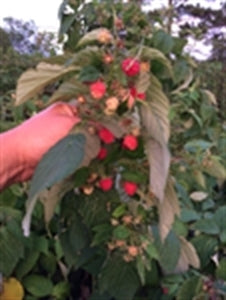 CAROLINE Raspberry (bare root)