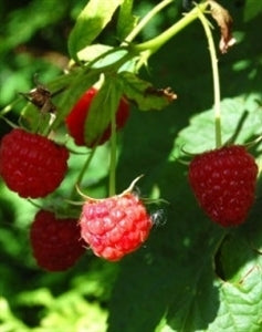 NOVA Raspberry (bare root)