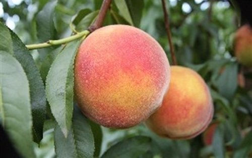 RED SKIN Peach (bare root)