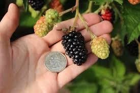 Prime Ark©Traveler Blackberry (1 Gallon Container/Trade Gallon)