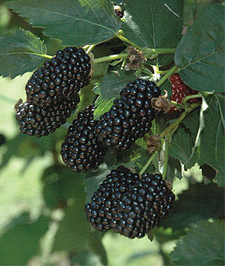 Prime Ark© Freedom Blackberry (bare root)