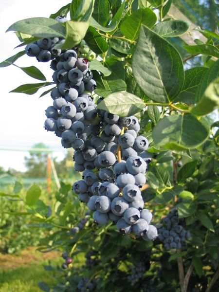 DUKE Blueberry (bare root)
