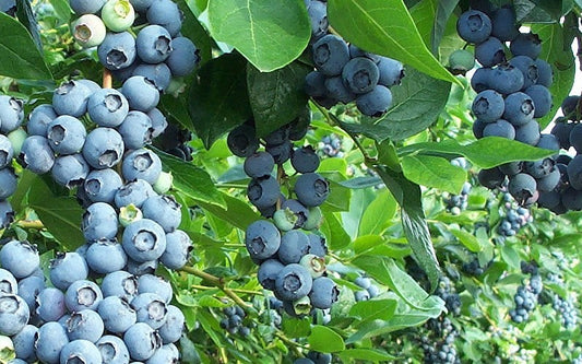 Chaucer Blueberry 1 Gallon Container/Trade Gallon Container