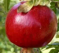 Afganski Pomegranate (Bare Root)