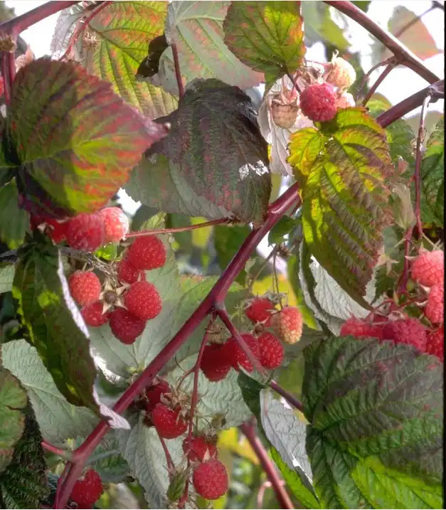 Canby (Thornless) Raspberry (1 Gallon Container/ Trade Gallon ...