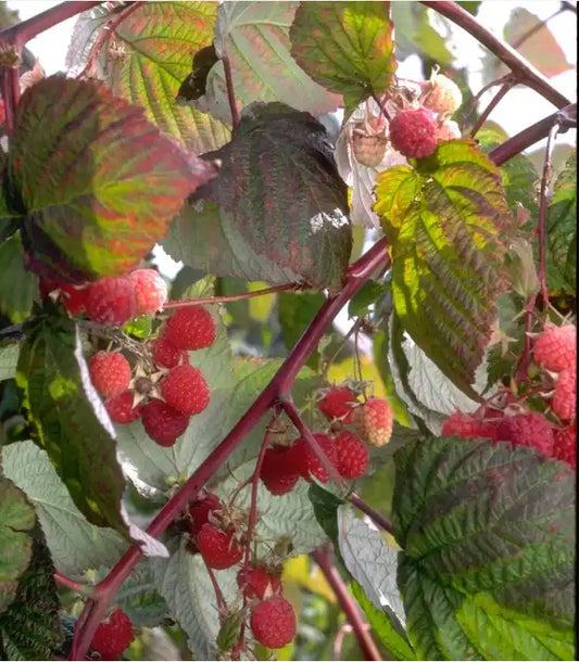 Canby (Thornless) Raspberry (BARE ROOT)