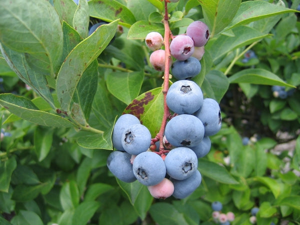 Columbus Blueberry 1 Gallon Container/Trade Gallon Container