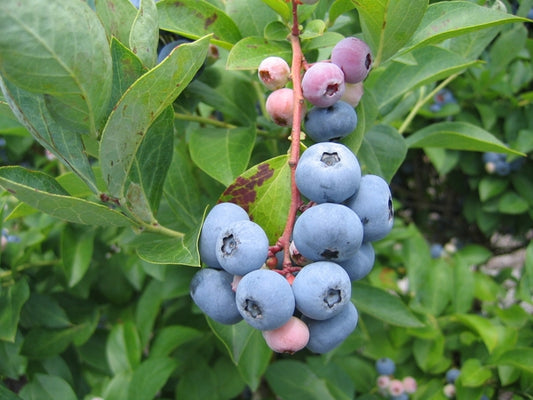 Columbus Blueberry 1 Gallon Container/Trade Gallon Container