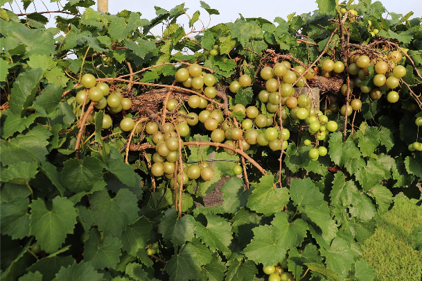 Gold Delight™ Muscadine (1 Gallon/Trade Gallon)