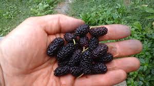 Illinois Everbearing Mulberry (1 Gallon Container/Trade Gallon)