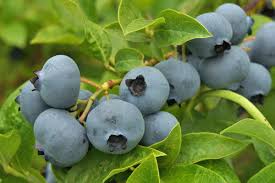 Legacy Blueberry (1 gallon)
