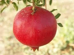 Parfianka Pomegranate (3 Gallon Container)