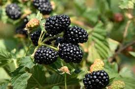 PONCA Blackberry (Bare Root)