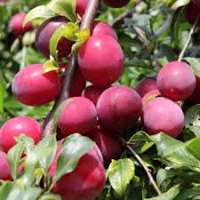 Shirley Plum (BARE ROOT)