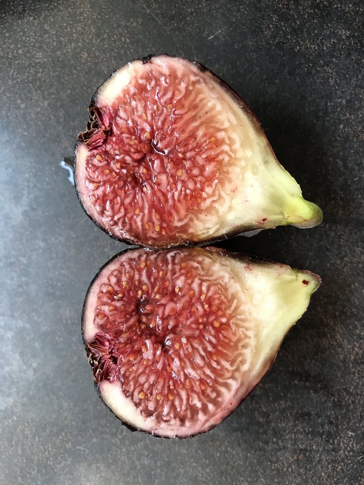 Violette De Bordeaux Fig (Bare Root)