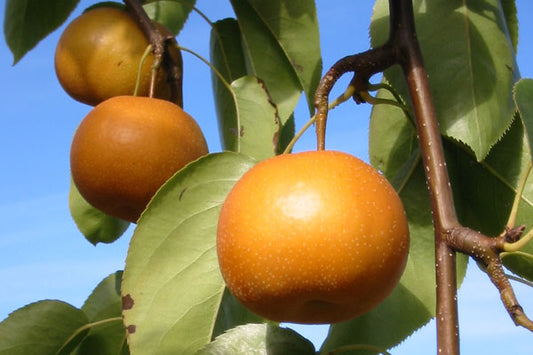 Chojuro Asian Pear (bare root)